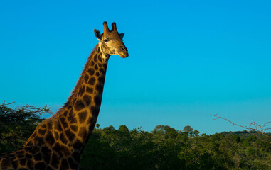 A large african rothschild giraffe against blue sky. Copy space.
Tourism an vacations concept. Kruger national park, South Africa