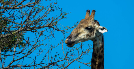 A large African Rothschild giraffe eating branches. 
Tourism a vacation concept. Kruger National Park, South Africa