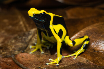 Closeup of a dyeing poison dart frog 