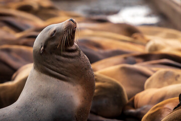 sleepy sealion