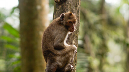 A young monkey sitting on a branch of tree looking at something interesting up there - Image