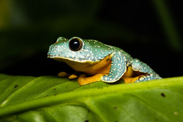 Closeup of a fringed treefrog on a plant