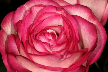 Macro photo of reddish pink rose.