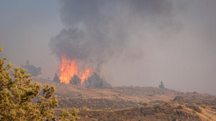 tree torching from oregon wildfire