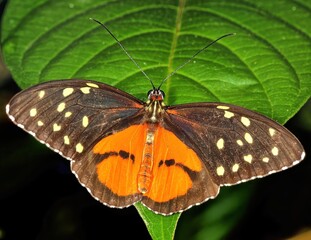 A Cream-spotted tigerwing butterfly standing on a bright green leaf. Tithorea tarricina.