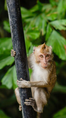 A young monkey climbthe pole looking at something interesting up there - Image