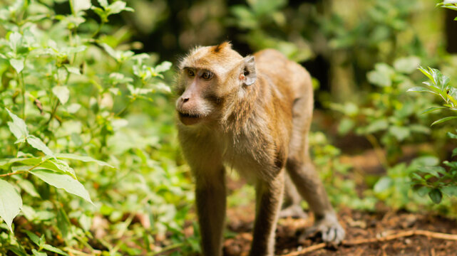 Indonesian monkey was crawling looking for something - image