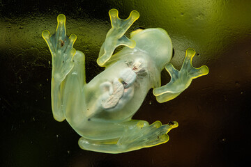 Closeup of a reticulated glass frog sitting on glass