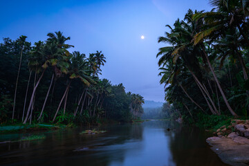 tropical forest at night