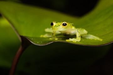 Closeup of a reticulated glass frog on a leaf