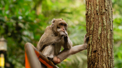 The monkey is sitting on the railing in a funny pose on the background of forest - Image