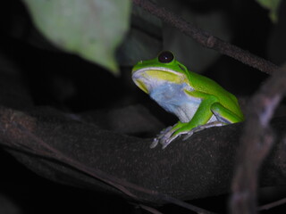 White-lipped tree frog (Litoria infrafrenata)