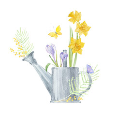 A bouquet of daffodils, mimosa and crocus in a metal watering can. Hand drawn watercolor illustration on white. Perfect for greeting cards, invitations.