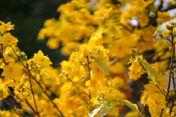Hoa Mai tree (Ochna Integerrima) flower, traditional lunar new year (Tet holiday) in Vietnam