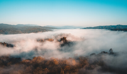 Early morning forest from above, morning sun and fog