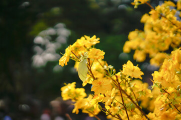 Hoa Mai tree (Ochna Integerrima) flower, traditional lunar new year (Tet holiday) in Vietnam