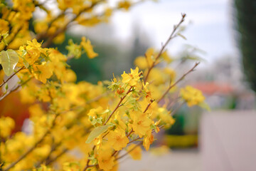 Hoa Mai tree (Ochna Integerrima) flower, traditional lunar new year (Tet holiday) in Vietnam