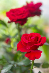 Red rose nature blur background