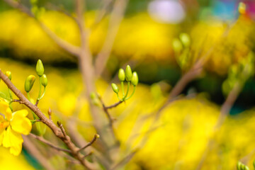 Hoa Mai tree (Ochna Integerrima) flower, traditional lunar new year (Tet holiday) in Vietnam