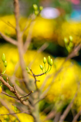 Hoa Mai tree (Ochna Integerrima) flower, traditional lunar new year (Tet holiday) in Vietnam