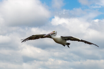 Pelican flying in cloud filled morning sky