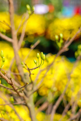 Hoa Mai tree (Ochna Integerrima) flower, traditional lunar new year (Tet holiday) in Vietnam