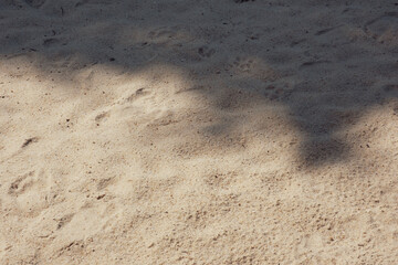 dog footprints in the sand bathed in dappled sunlight