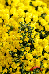 Yellow daisy flower blooming in a street market during Tet, the Lunar New Year in Vietnam