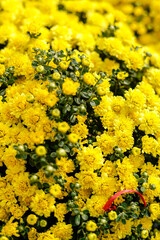 Yellow daisy flower blooming in a street market during Tet, the Lunar New Year in Vietnam