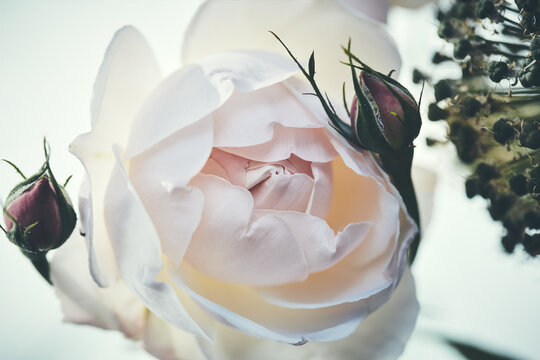 庭に咲く薔薇