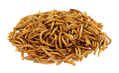 Pile of dried mealworm larvae isolated on a white background, used for pets and wild bird food