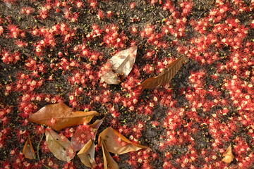 Red flowers and fallen leaves on the ground