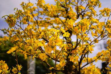 Hoa Mai tree (Ochna Integerrima) flower, traditional lunar new year (Tet holiday) in Vietnam