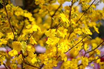 Hoa Mai tree (Ochna Integerrima) flower, traditional lunar new year (Tet holiday) in Vietnam