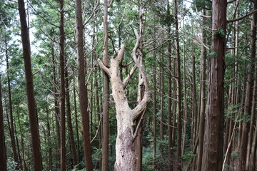 Fototapeta premium 宇連山の綺麗な景色