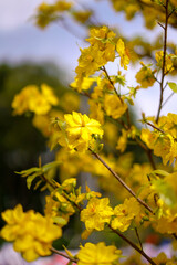 Hoa Mai tree (Ochna Integerrima) flower, traditional lunar new year (Tet holiday) in Vietnam