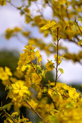 Hoa Mai tree (Ochna Integerrima) flower, traditional lunar new year (Tet holiday) in Vietnam