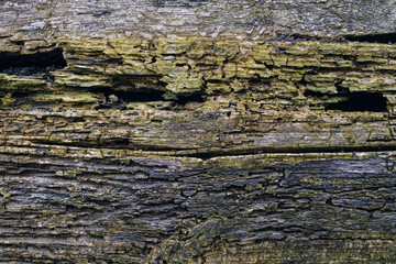 Weathered wood section with passages from the larvae of woodworm beetles. Texture of the mouldering and cracked flat surface of old wood.