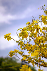 Hoa Mai tree (Ochna Integerrima) flower, traditional lunar new year (Tet holiday) in Vietnam