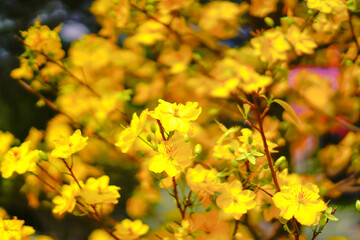 Hoa Mai tree (Ochna Integerrima) flower, traditional lunar new year (Tet holiday) in Vietnam