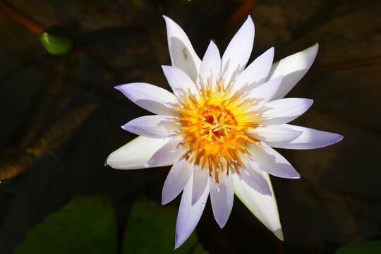 photo painting amazingly beautiful blooming lotus flower against the background of blue water and greenery of plants.