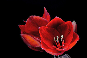 Red Amaryllis © Jürgen Hust