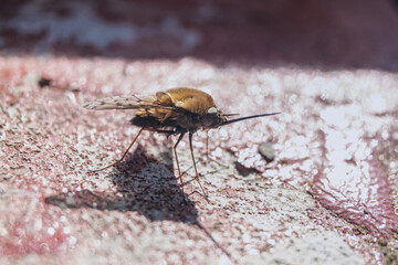 Fly Bombylius major. Wild furry fly with a long proboscis.