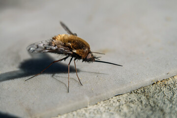 Fly Bombylius major. Wild furry fly with a long proboscis. Limited depth of field.