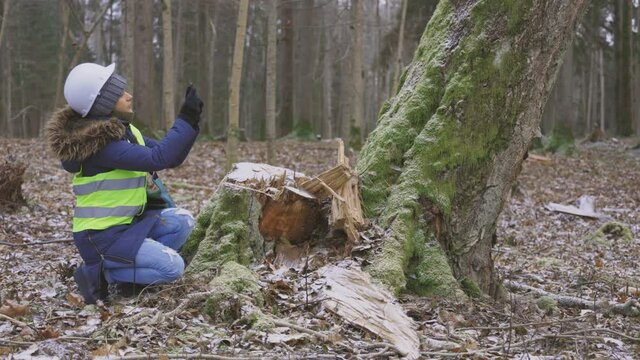 Woman engineer take pictures of danger tree in forest
