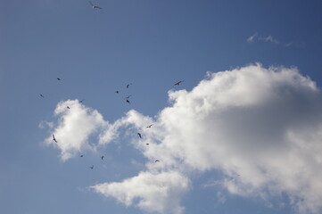 새와 구름