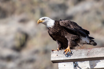 bald eagle hunts from pole