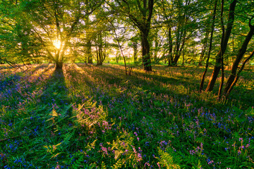 Woodland bluebell forest at sunset 