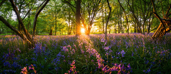 Woodland bluebell forest panorama at sunset  - Powered by Adobe