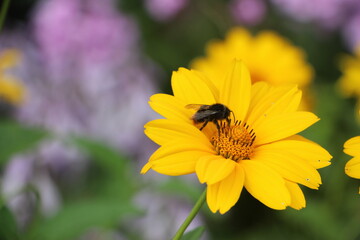bumblebee on the yellow flower in blooming garden